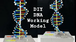 Thumbnail: DIY DNA Working Model | EASY Science Project | 3D DNA Structure