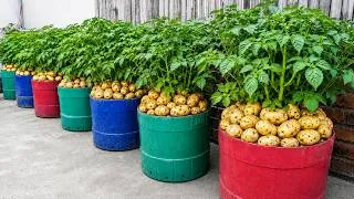 Thumbnail: Grow Big Potatoes in Containers With This Easy Method