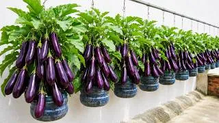 Thumbnail: No Garden? Grow Eggplants in Hanging Plastic Bottles