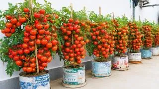 Thumbnail: Grow Big, Sweet Tomatoes in Plastic Tubs on a Tiny Balcony