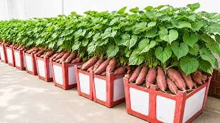 Thumbnail: These 3 Crops Are Perfect for a Productive Rooftop Garden