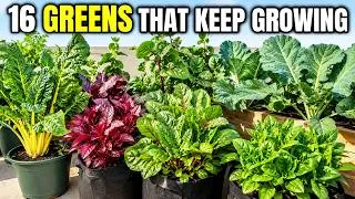 Thumbnail: 16 Cut and Come Again Greens That Keep Producing in Summer Heat