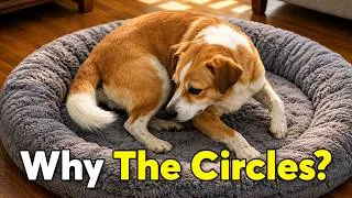 Thumbnail: Why Do Dogs Circle Before Lying Down?
