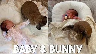 Thumbnail: I HAD MY BABY! Introducing her to my Rabbit