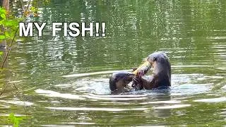 Thumbnail: Singapore Otters | Sengkang Otters Up Close | Eating Fish, Playing & Swimming #singaporeotters