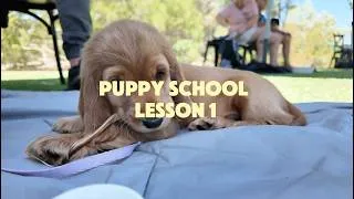 Thumbnail: 8 Week Old English Cocker Spaniel’s First Day at Puppy School 🐶  #Puppy #Dogs #DogTraining