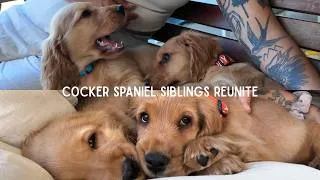 Thumbnail: English Cocker Spaniel Puppies Reunited Again | Dog Vlog