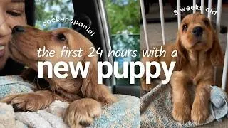 Thumbnail: NEW PUPPY 🐶 PICKING UP OUR COCKER SPANIEL + FIRST 24 HOURS vlog