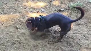 Thumbnail: mini dachshund puppy learns how to dig finds his calling