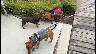 Thumbnail: mini dachshund puppy is reunited with his long lost family