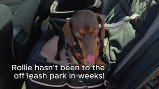 Thumbnail: mini dachshund puppy is set free in an open field
