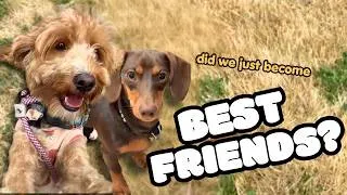 Thumbnail: mini dachshund puppy first time meeting a golden doodle for a playdate