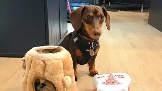 Thumbnail: mini dachshund puppy play time rollie chooses a new favorite toy