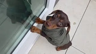 Thumbnail: how to convince your parents or partner to get a mini dachshund