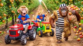 Thumbnail: Monkey Farmer and Cat JCB Drives Tractor to Harvest Apples & Catches a Disguised Orangutan Thief!