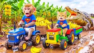 Thumbnail: Monkey Farmer and Cat JCB Drives Tractor to Harvest Bananas & Gets Attacked by a Fierce Crocodile!
