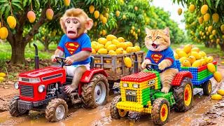 Thumbnail: Monkey Farmer and Cat JCB Drives Tractor to Harvest Mangoes & Face a Powerful Storm!