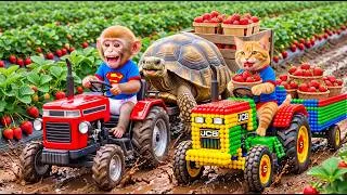 Thumbnail: Monkey Farmer  and Cat JCB Drives Tractor to Harvest Strawberries & Rescues a Turtle from Deep Pit!