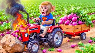 Thumbnail: Monkey Farmer Drives Tractor to Harvest Purple Turnips & Hits a Giant Rock Blocking the Road!