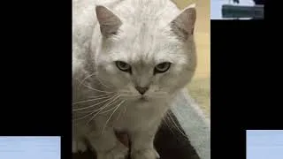 Thumbnail: [Cat] Symphony No.11 Op.103 By Shostakovich lmao