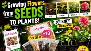 Thumbnail: 🌿 Part 1:🌼 Can ₹70 seeds bloom? Watch my journey! #Garden #Flowers #Meesho #PlantLife #seeds #plants