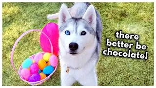 Thumbnail: Husky Goes on Easter Egg Hunt! (And meets the Easter Bunny?!)