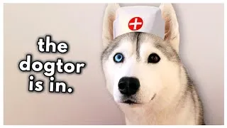 Thumbnail: I'm sick... (and my husky's been taking care of me!)