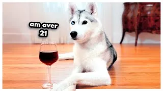 Thumbnail: My Husky is Starting to DRINK!