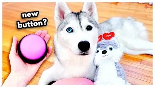 Thumbnail: Husky Gets New BUTTON for Valentine's Day!