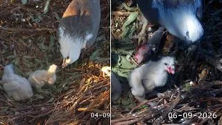 Thumbnail: Sydney WB Sea Eagles🦅SE38's MASSIVE Crop🎈3 Days in a Row PLUS Dual Feeding by Lady & Dad🥰2026 Sep4-6