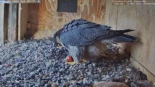 Thumbnail: FalconCam Project 🪽 Diamond & Gimbir Welcome First Egg🥚of the Season!🎉 2026 Sep 5