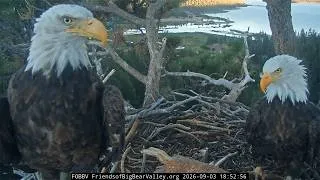 Thumbnail: FOBBVCAM Eagles🦅 Shadow & Kaydee’s Evening Nest Meet-Up & Tug-o-Stick🪾 Before Roost Time💤 2026 Sep 3