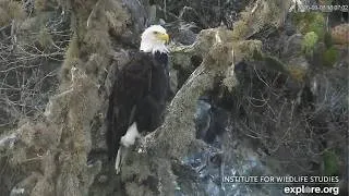 Thumbnail: Two Harbors Eagles 🦅 Cholyn & Chase Chortle 🎶 & Chill 😎 by the Seaside 🌊explore.org | 2026 Sep 3