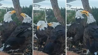 Thumbnail: FOBBVCAM Eagles🦅Kaydee Returns to Nest for 2nd Night🌠Shadow Follows🛤️Flirty Antics Ensue❓2026 Sep 1