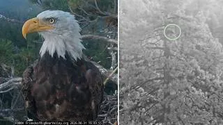 Thumbnail: FOBBVCAM Eagles🦅Kaydee Shuffles Nest Sticks 🪾 Meets Shadow on Roost Tree🌲2026 Aug31