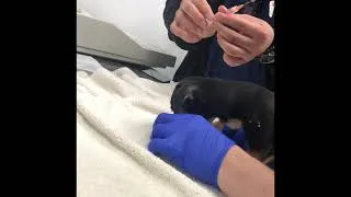 Thumbnail: Skippy’s getting her shots at SPCA