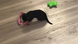 Thumbnail: Chihuahua Terrier mix puppy’s first day home at 8 weeks
