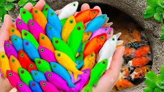 Thumbnail: Catch beautiful aquarium fish in small pond baby turtle, pencil fish, guppy blu, iguanas,molly fish🐠