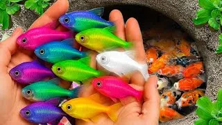Thumbnail: Catch beautiful aquarium fish in small pond baby turtles, pencill fish, sucker fish, xecan, betta 🐠🐬