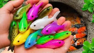 Thumbnail: Catch beautiful aquarium fish in small pond baby turtles, eels, red carp, koi, nemo fish, tadpoles 🐠