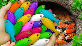 Thumbnail: Catch beautiful aquarium fish in small pond baby turtles, eel, pencil fish, xecan, iguanas,tadpoles🪼