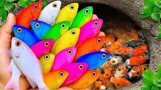Thumbnail: Catch beautiful aquarium fish in small pond baby turtles, eel, guppy blu, iguanas, molly fish,xecan🐬