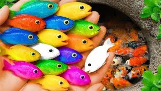 Thumbnail: Catch beautiful aquarium fish in small pond baby turtles, pencil fish, xecan, tadpoles,dinosaur eel🐠