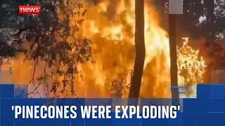 Thumbnail: 'Exploding pinecones' exacerbating wildfires in France, says eyewitness