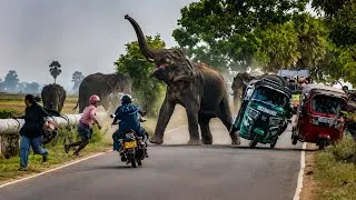 Thumbnail: 👉 Wild Elephants Cause Chaos on Sri Lankan Road 😱 | Shocking Wildlife Encounter