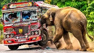 Thumbnail: A terrifying encounter between a wild elephant and a bus in Sri Lanka! 🐘🚌