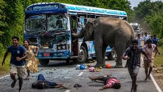 Thumbnail: 👉 Wild Elephant Attacks Bus for Food 😱 | Unforgettable Wildlife Encounter. 🐘🚌