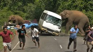 Thumbnail: Two Giant Elephants Stop Traffic & Attack Bus | Real Sri Lanka Wildlife Footage 2026😱