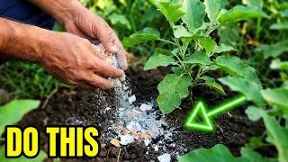 Thumbnail: How I Saved My Eggplant Plants After Rain Damage, Pest Attacks, and Overgrown Weeds