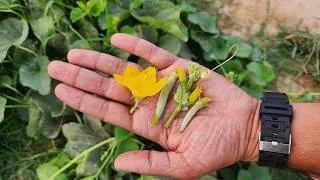 Thumbnail: Want More Cucumbers? These 2 Simple Tricks Can Turn a Weak Vine Into a Heavy Producer